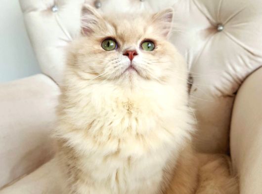 Safkan British Longhair - Aşilari Yapilmiş - Aşiri Sosyaller görsel