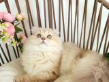 Safkan British Longhair - Aşilari Yapilmiş - Aşiri Sosyaller