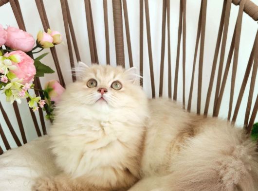 Safkan British Longhair - Aşilari Yapilmiş - Aşiri Sosyaller görsel