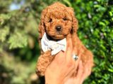 Orjinal Toy Poodle Yavrularımız yeni Yuvasını Arıyor
