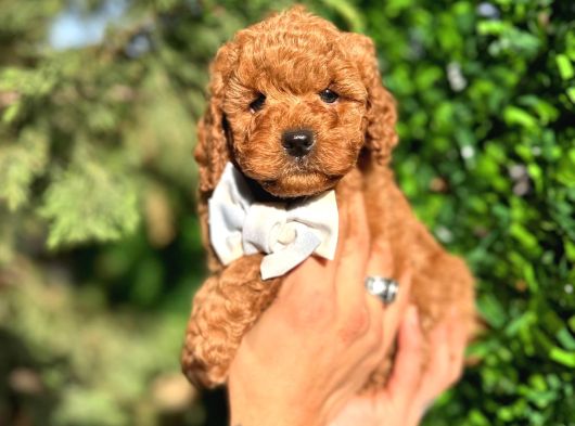 Orjinal Toy Poodle Yavrularımız Yeni Yuvasını Arıyor