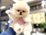 Hayatınıza Renk Katacak Pomeranian Boo Yavrular