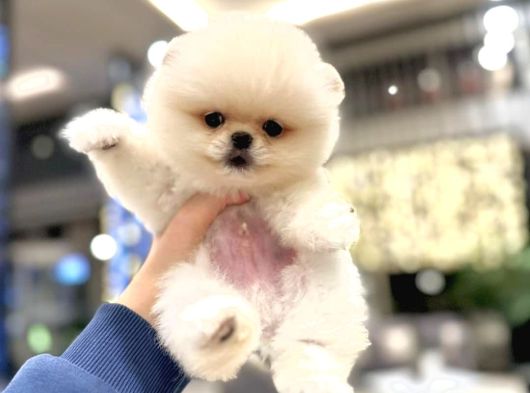Hayatınıza Renk Katacak Pomeranian Boo Yavrular