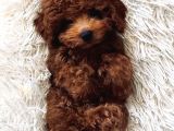 Ufak Boy Red Dişi Ve Erkek Toy Poodle