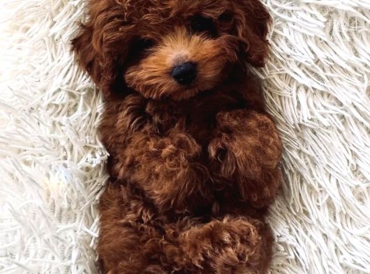 Ufak Boy Red Dişi Ve Erkek Toy Poodle