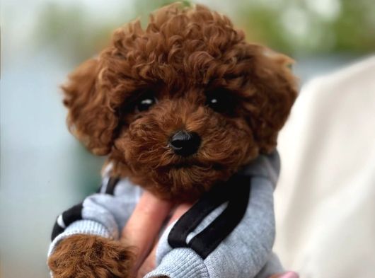 Ufak Boy Red Dişi Ve Erkek Toy Poodle görsel