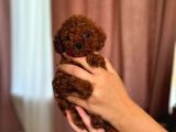 Ufak Boy Red Dişi Ve Erkek Toy Poodle