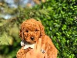 Orjinal Toy Poodle Yavrularımız Yeni Yuvasını Arıyor