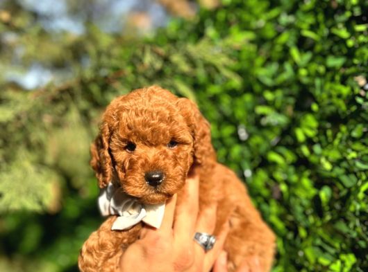 Orjinal Toy Poodle Yavrularımız Yeni Yuvasını Arıyor görsel