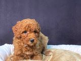 Pamuk Gibi Poodle Yavrusu