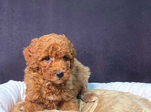 Pamuk Gibi Poodle Yavrusu görsel