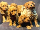 Pamuk Gibi Poodle Yavrusu