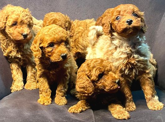 Pamuk Gibi Poodle Yavrusu görsel