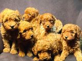 pamuk gibi poodle yavrusu