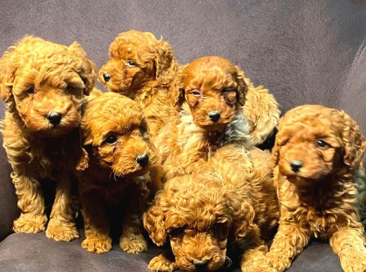 Pamuk Gibi Poodle Yavrusu