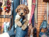 Pamuk Gibi Poodle Yavrusu