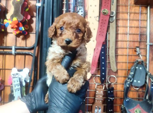 Pamuk Gibi Poodle Yavrusu görsel