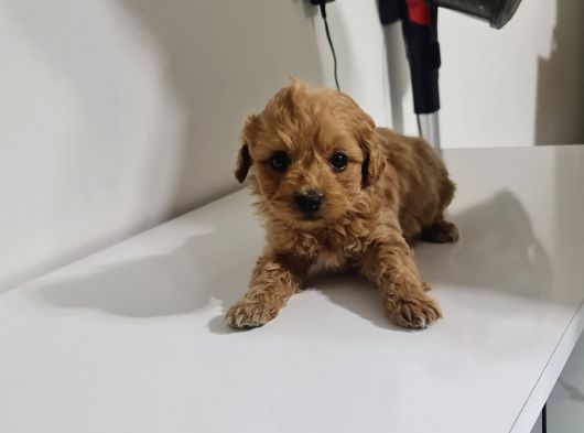 Teslime Hazır Teacup Miniğim Tuvalet Eğitimli görsel