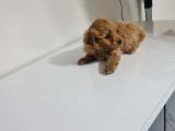 Teslime Hazır Teacup Miniğim Tuvalet Eğitimli