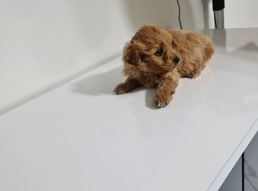 Teslime Hazır Teacup Miniğim Tuvalet Eğitimli görsel