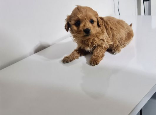 Teslime Hazır Teacup Miniğim Tuvalet Eğitimli görsel
