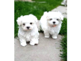 Pamuk Gibi Maltese Bebişler