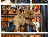 Burkemden Safkan Poodle Bebeklerimiz