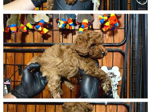 Burkemden Safkan Poodle Bebeklerimiz görsel