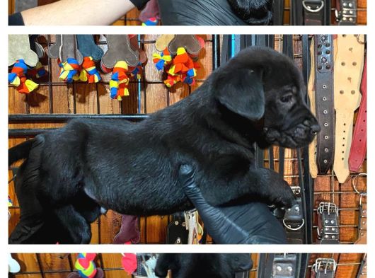 Burkemden Hayat Arkadası Labrador Yavrularımız görsel