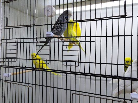 Sow  Jumbo Yavru Yetişkin Muhabbet Kusları görsel
