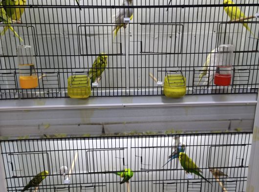 Sow  Jumbo Yavru Yetişkin Muhabbet Kusları