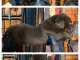 Burkemden Hayat Arkadası Labrador Yavrularımız