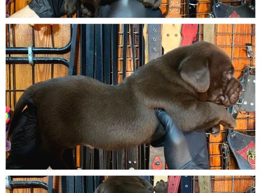 Burkemden Hayat Arkadası Labrador Yavrularımız görsel