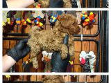 Burkemden Safkan Poodle Bebeklerimiz