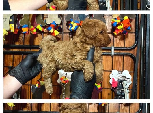 Burkemden Safkan Poodle Bebeklerimiz görsel