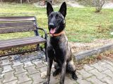 9 Aylık Malinois