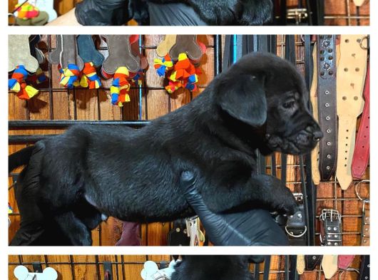 Burkemden Hayat Arkadası Labrador Yavrularımız görsel