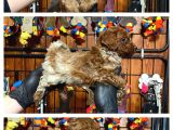 Burkemden Safkan Poodle Bebeklerimiz