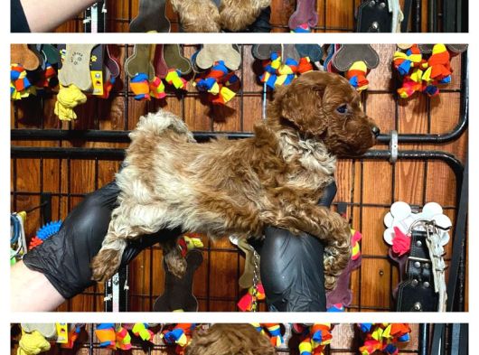 Burkemden Safkan Poodle Bebeklerimiz görsel