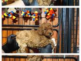 Burkemden safkan poodle bebeklerimiz