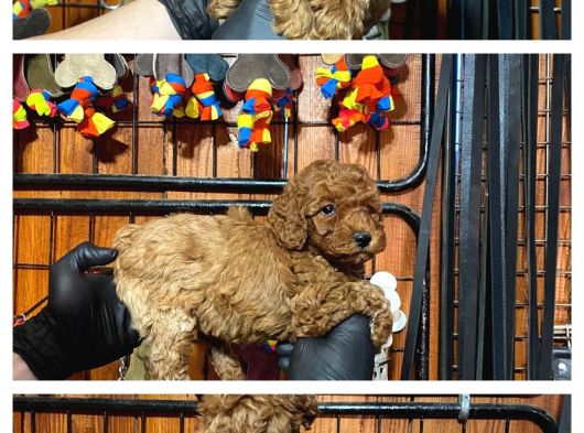 Burkemden Safkan Poodle Bebeklerimiz