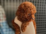 Adana Teacap Poodle