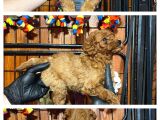 Burkemden Safkan Poodle Bebeklerimiz