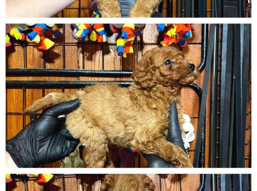 Burkemden Safkan Poodle Bebeklerimiz görsel