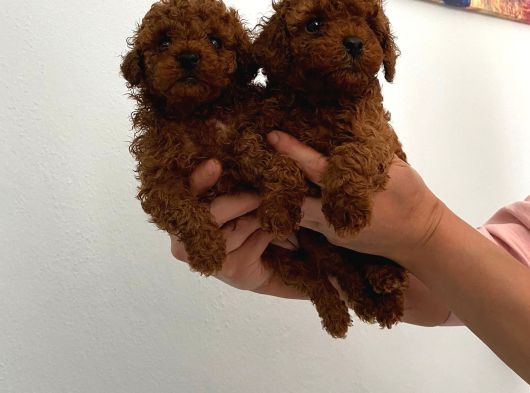 Biblo Toy Boy Poodle Bebeklerim görsel