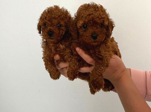 Biblo Toy Boy Poodle Bebeklerim görsel
