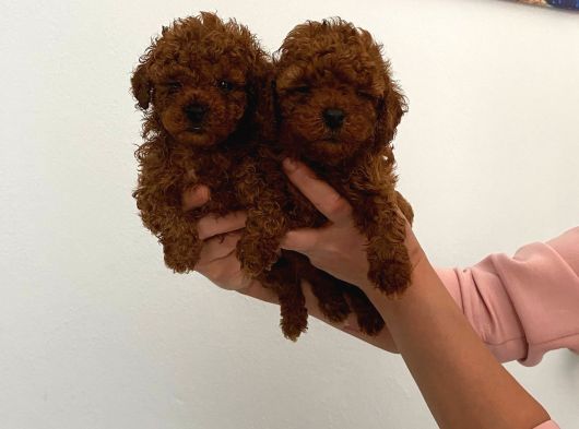 Biblo Toy Boy Poodle Bebeklerim görsel