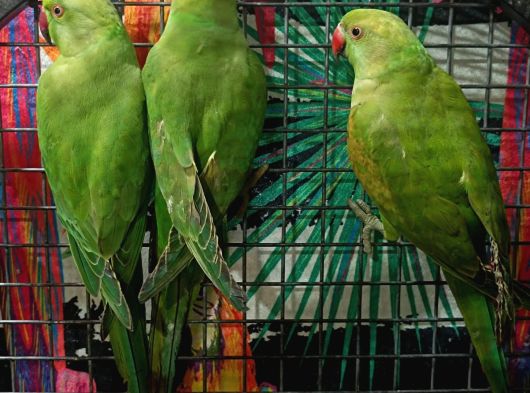 Kapalı Bilezik Pakistan Papağanları