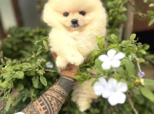 Pomeranian Boo Güzelliği görsel