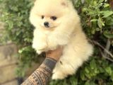 Pomeranian Boo Güzelliği